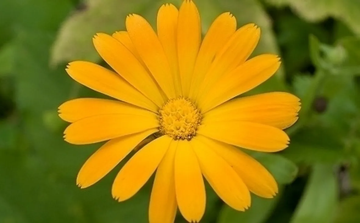 Crema calendula