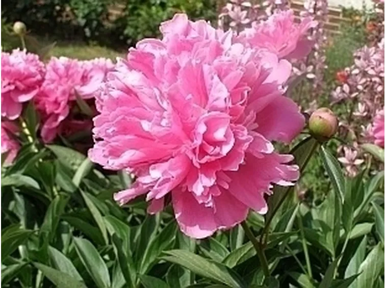 Cura della peonia