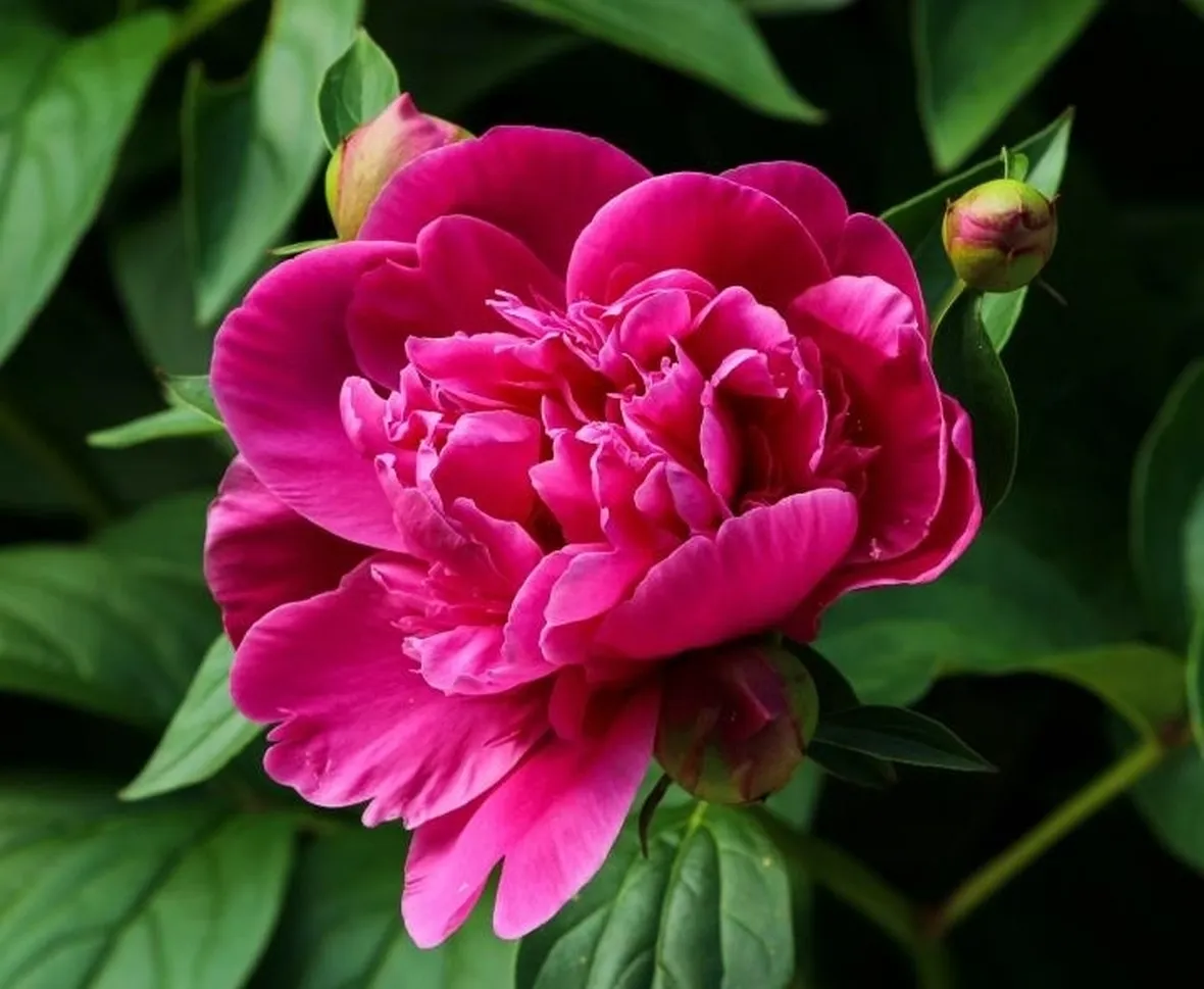 Curiosità' sulla peonia