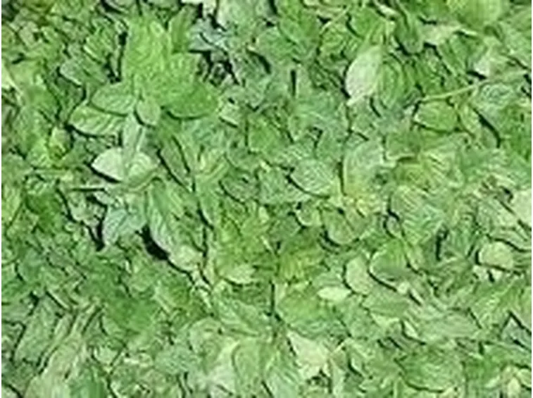 DIFETTI DELL'INFUSO DI MENTA