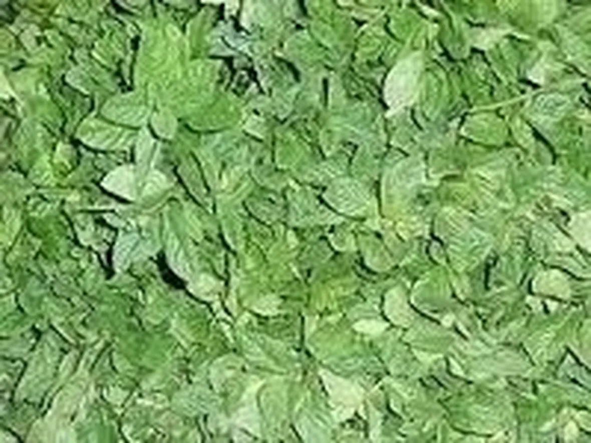 DIFETTI DELL'INFUSO DI MENTA