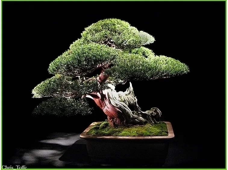 Domanda : bonsai ammalato