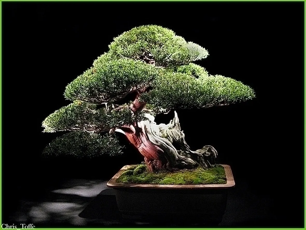 Domanda : bonsai ammalato