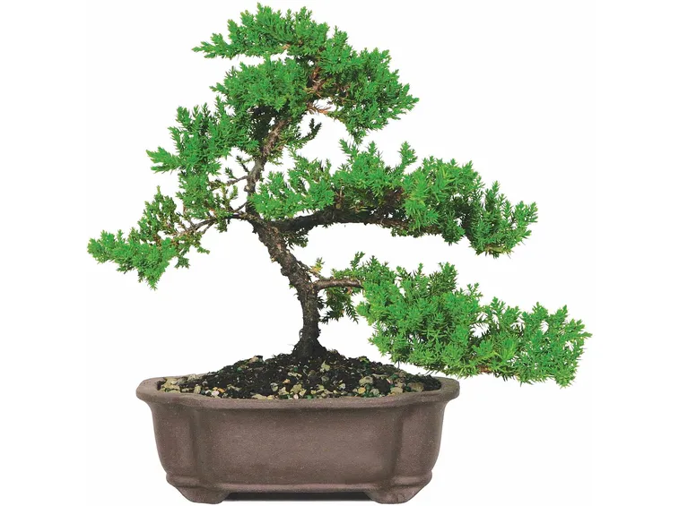 Domanda : bonsai da margotta