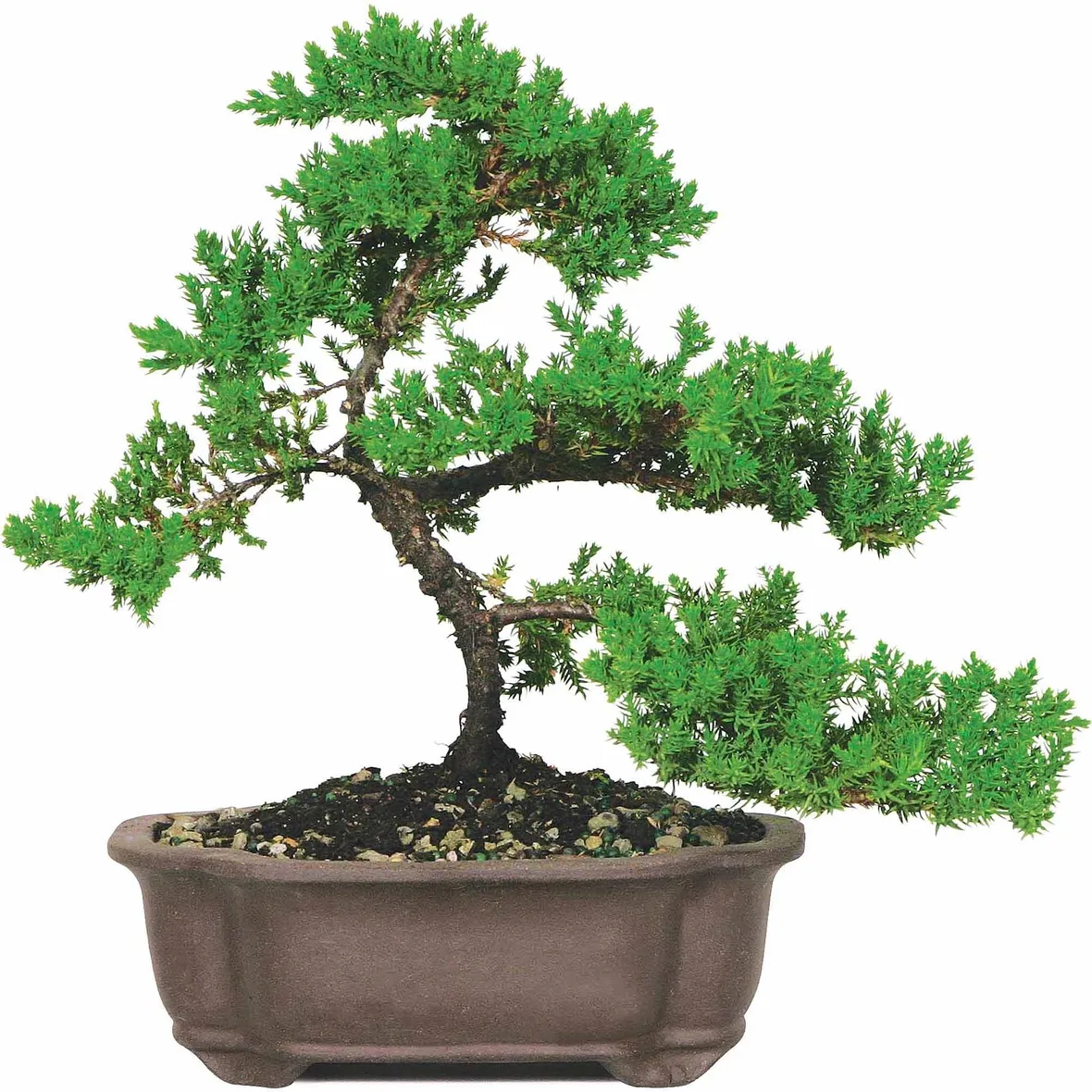 Domanda : bonsai da margotta