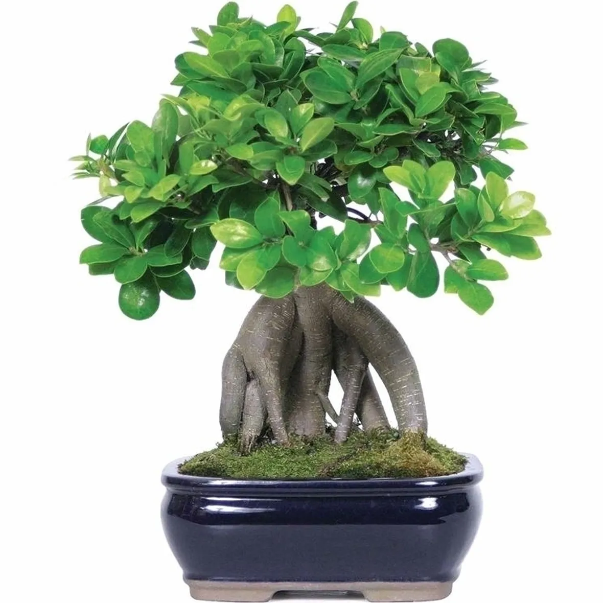 Domanda : BONSAI FICUS FOGLIE MARRONI