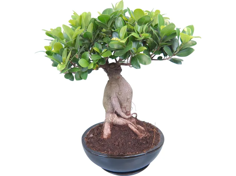 Domanda : bonsai ficus ginseng perde foglie
