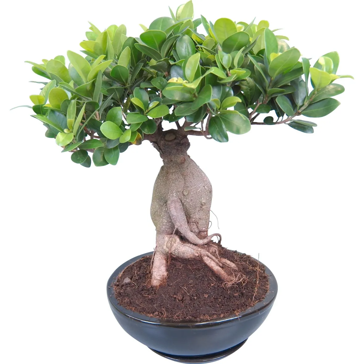 Domanda : bonsai ficus ginseng perde foglie