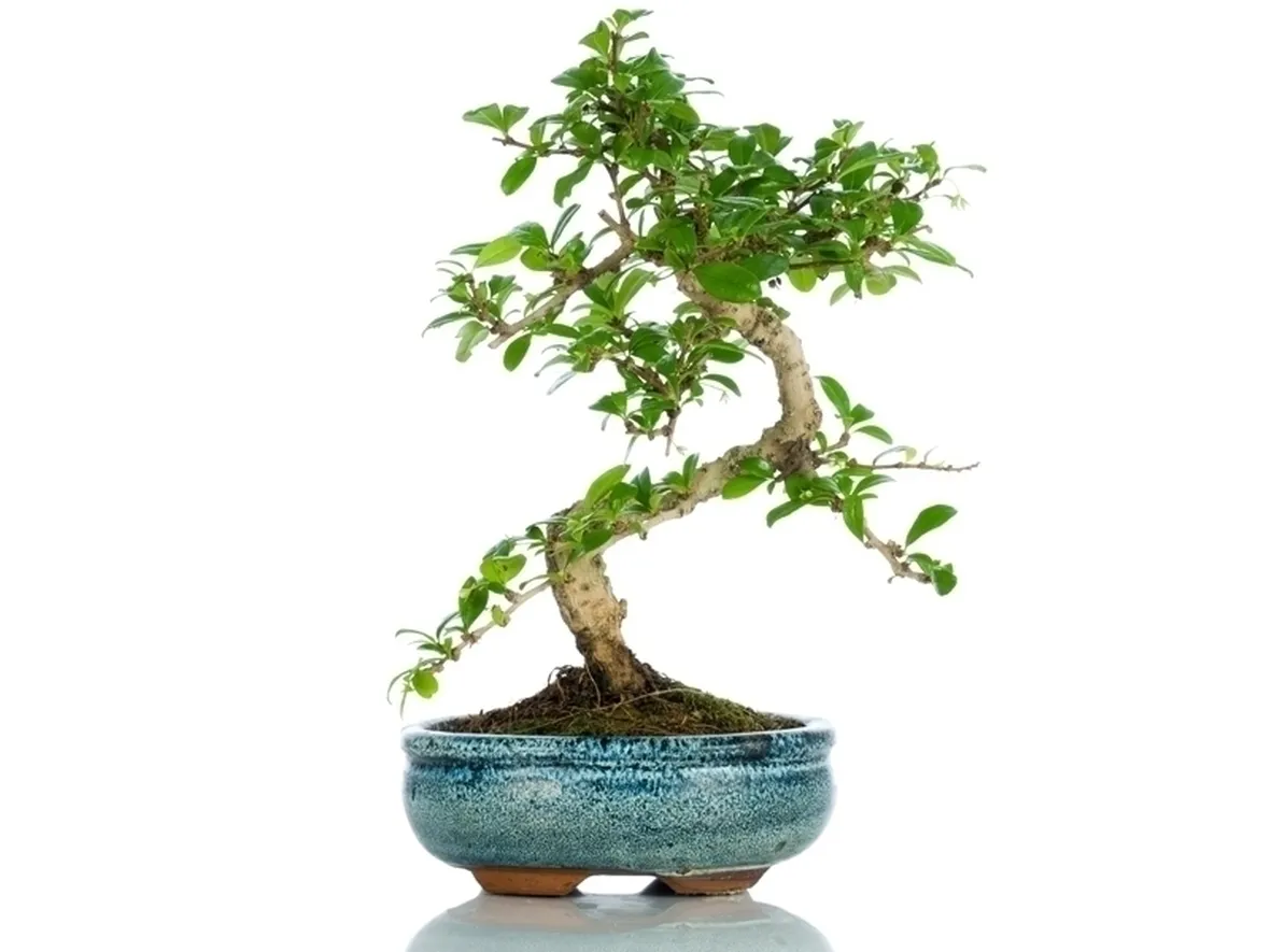 Domanda : Bonsai nudo