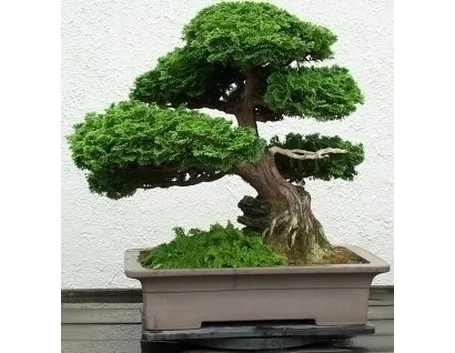 Domanda : bonsai pepper
