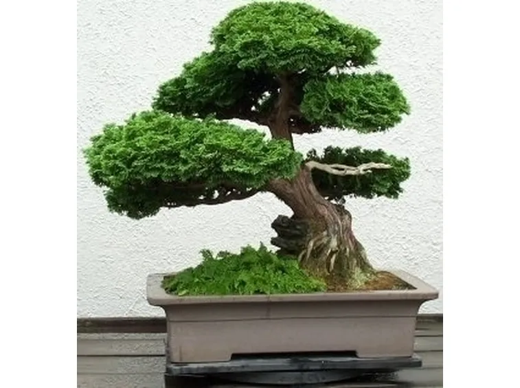 Domanda : bonsai pepper