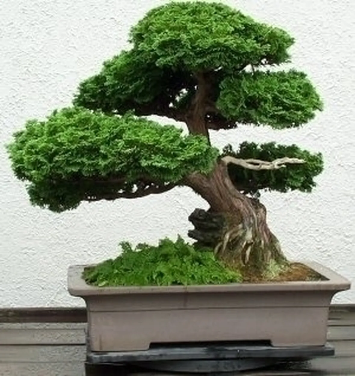 Domanda : bonsai pepper