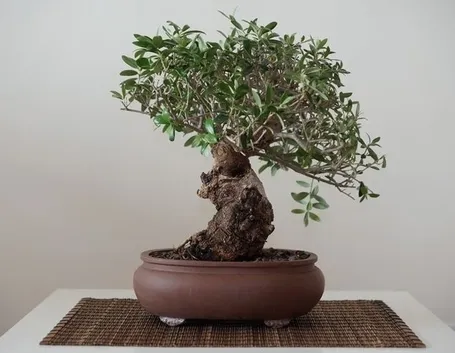 Domanda : bonsai ulivo