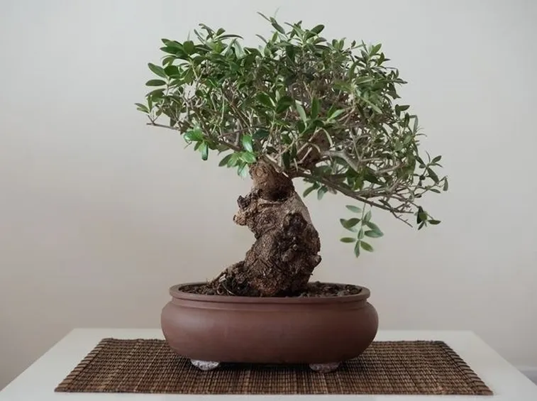 Domanda : bonsai ulivo