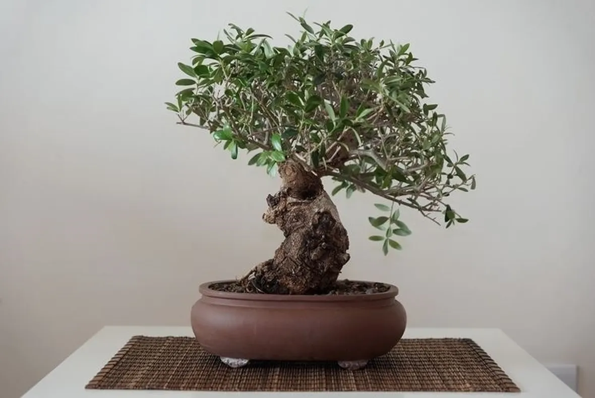 Domanda : bonsai ulivo