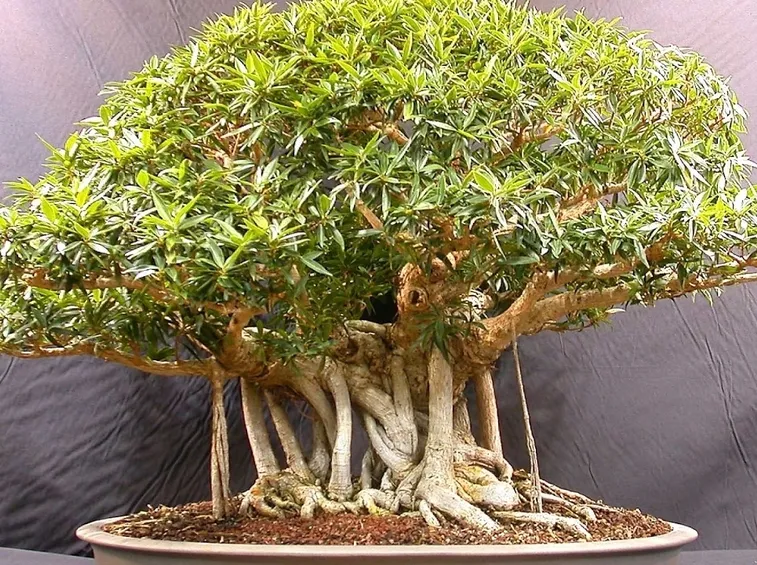 Domanda : bonsai