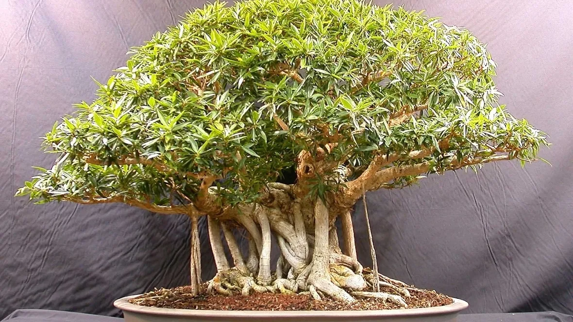 Domanda : bonsai