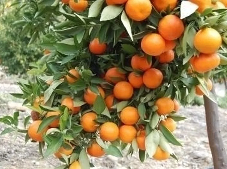 Domanda: come poto i miei agrumi?