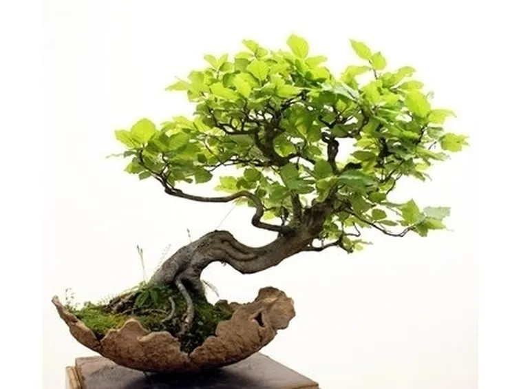 Domanda : Come si pota un bonsai?