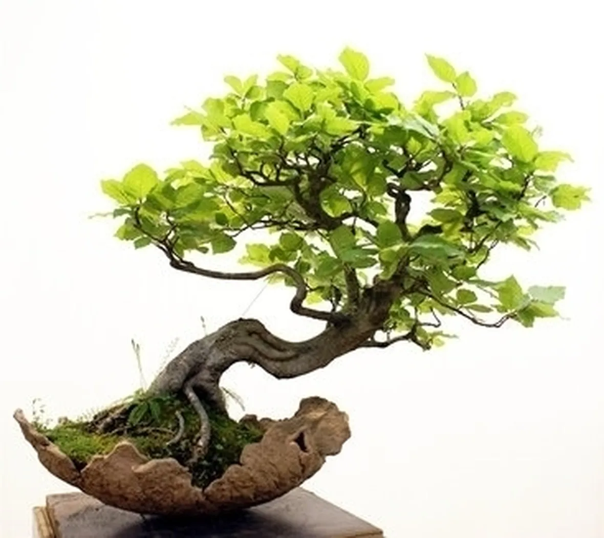 Domanda : Come si pota un bonsai?