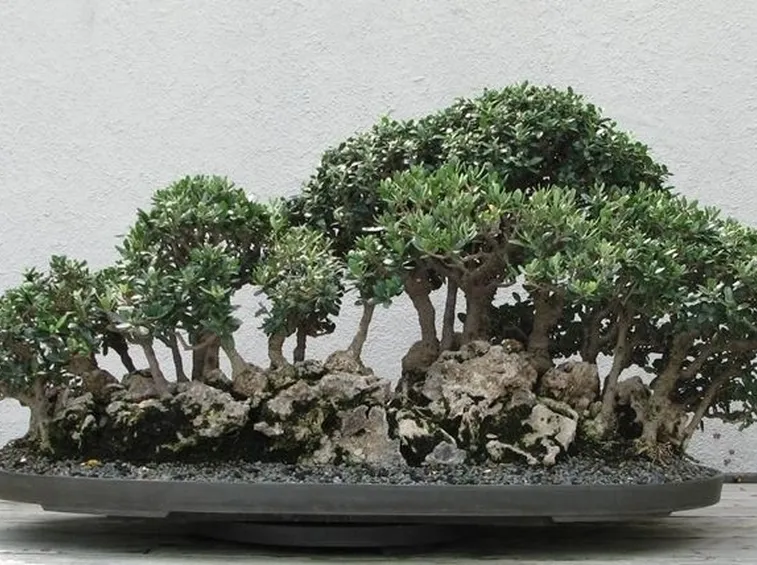 Domanda : concime bonsai