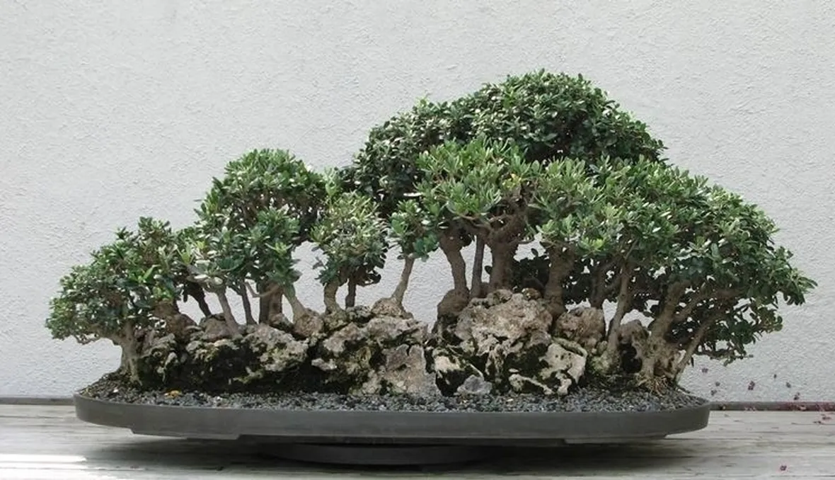 Domanda : concime bonsai