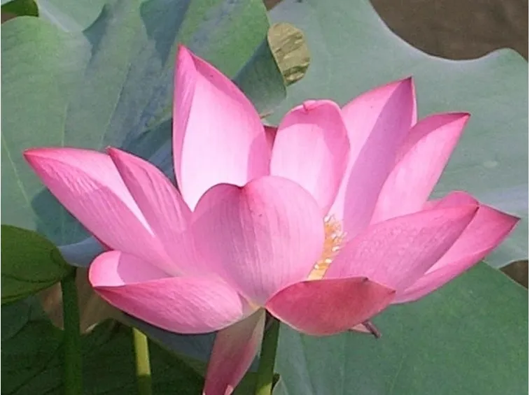Domanda : Fiori di campo