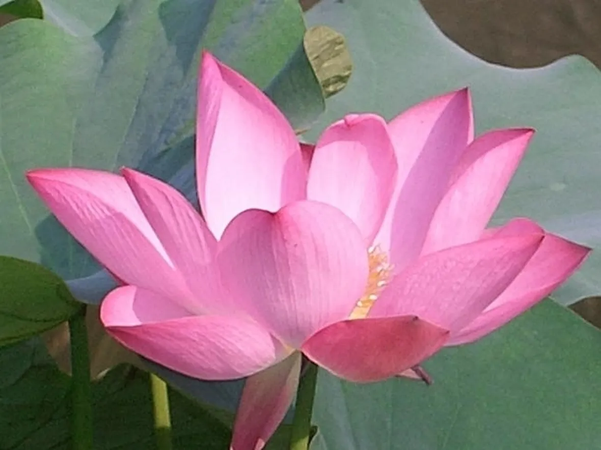 Domanda : Fiori di campo