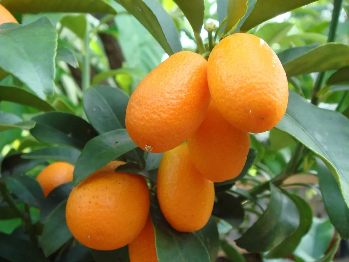 Domanda: gli agrumi da seme fioriscono?