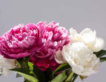 Domanda : peonia arborea