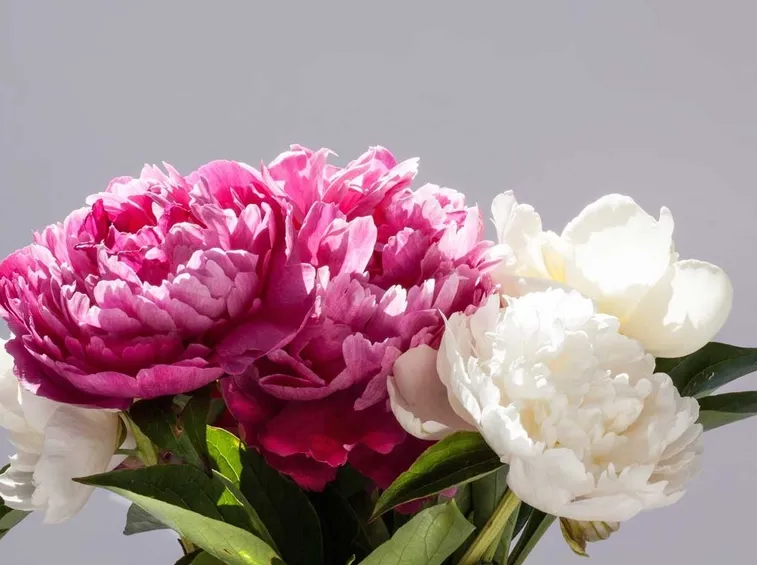 Domanda : peonia arborea