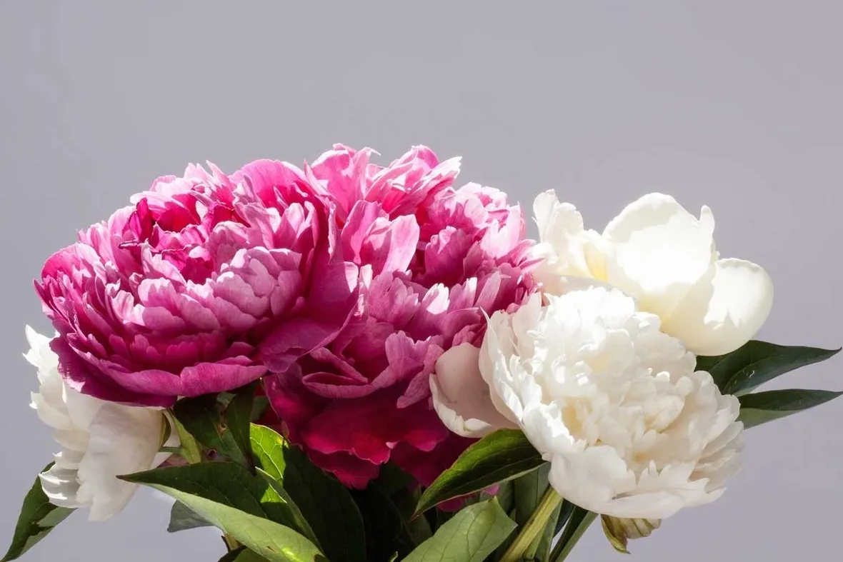 Domanda : peonia arborea