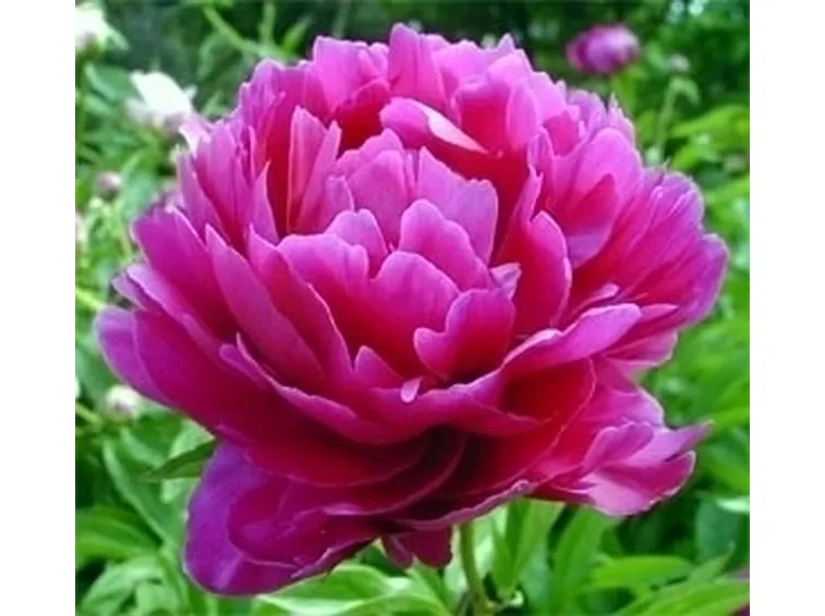 Domanda: Peonia arborea
