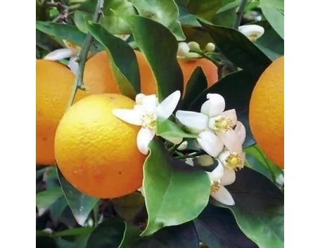 Domanda: perchè i miei agrumi sono senza frutti?