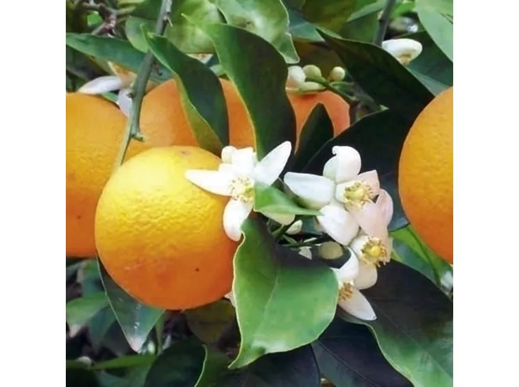 Domanda: perchè i miei agrumi sono senza frutti?