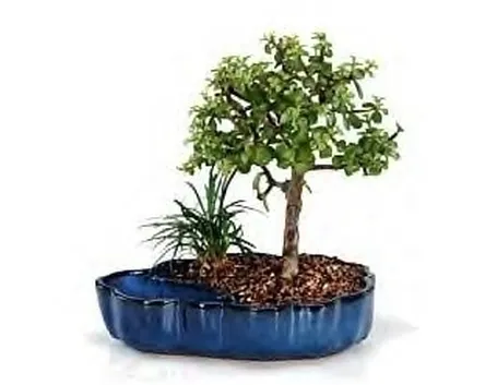 Domanda : pre-bonsai cipresso
