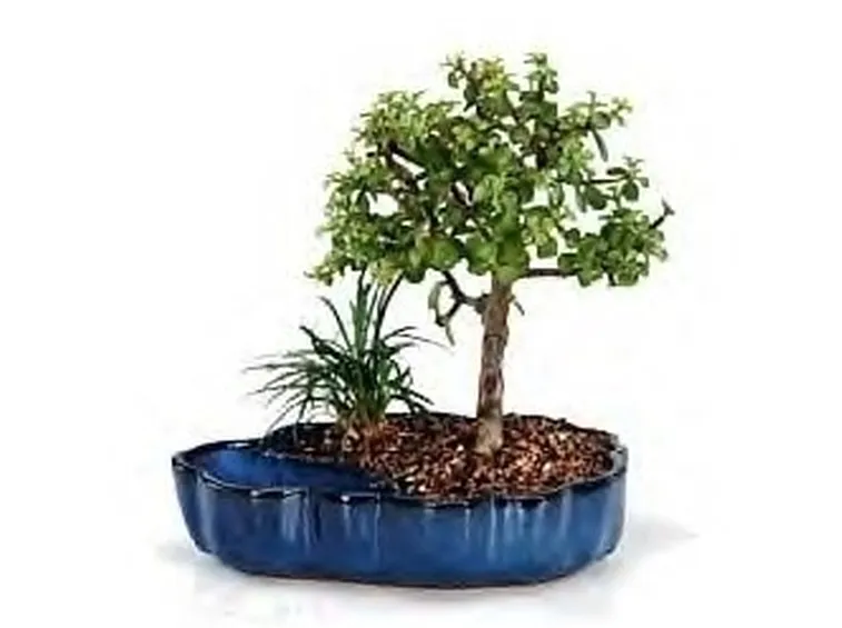 Domanda : pre-bonsai cipresso
