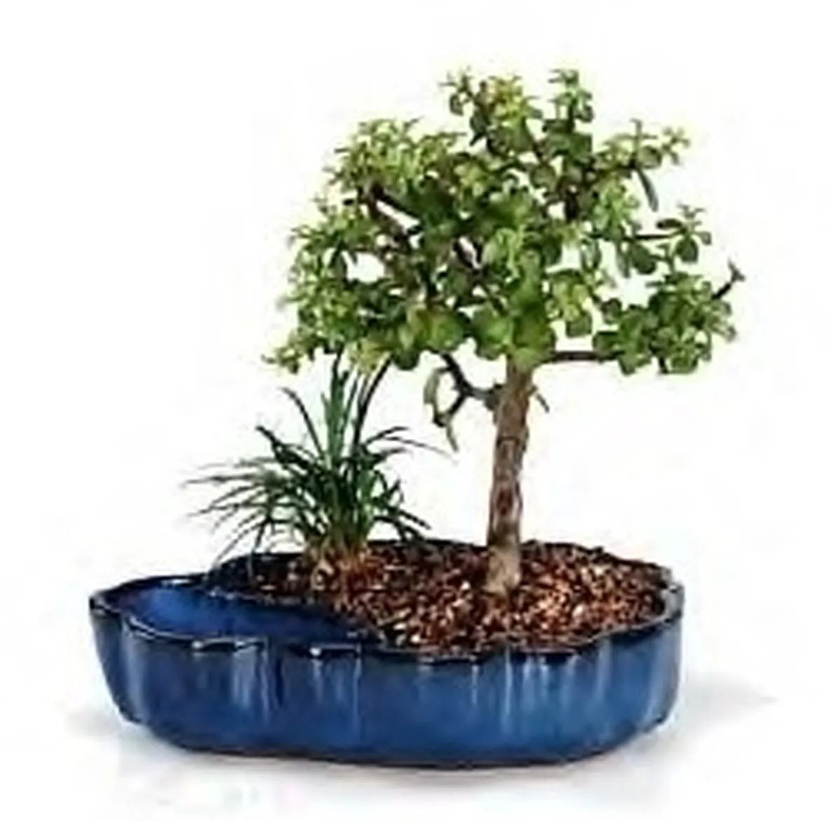 Domanda : pre-bonsai cipresso