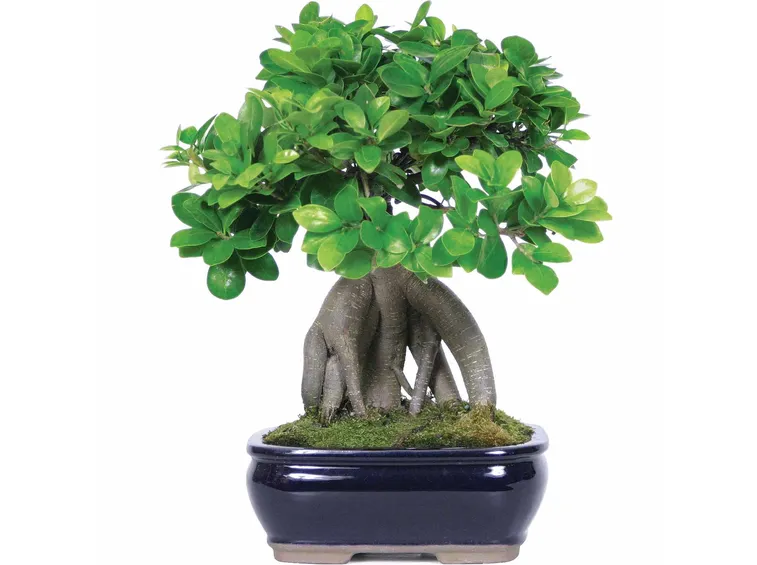 Domanda : Primo bonsai