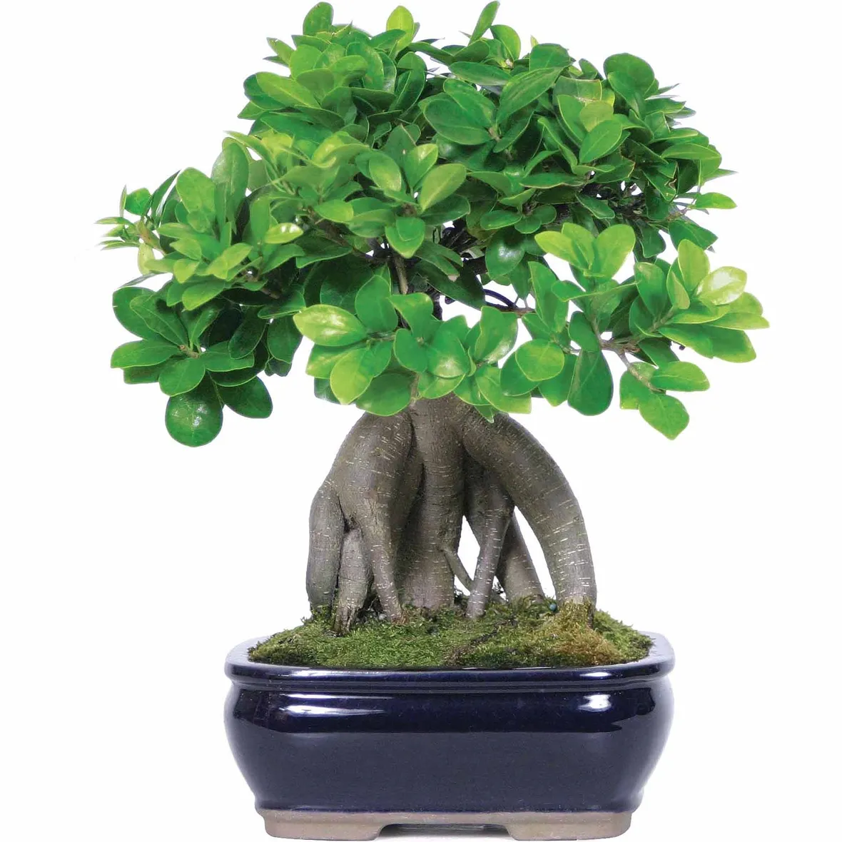 Domanda : Primo bonsai