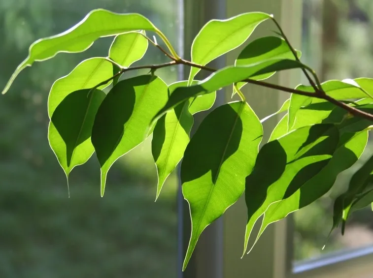 Ficus con foglie gialle