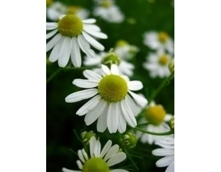 Fiore di camomilla