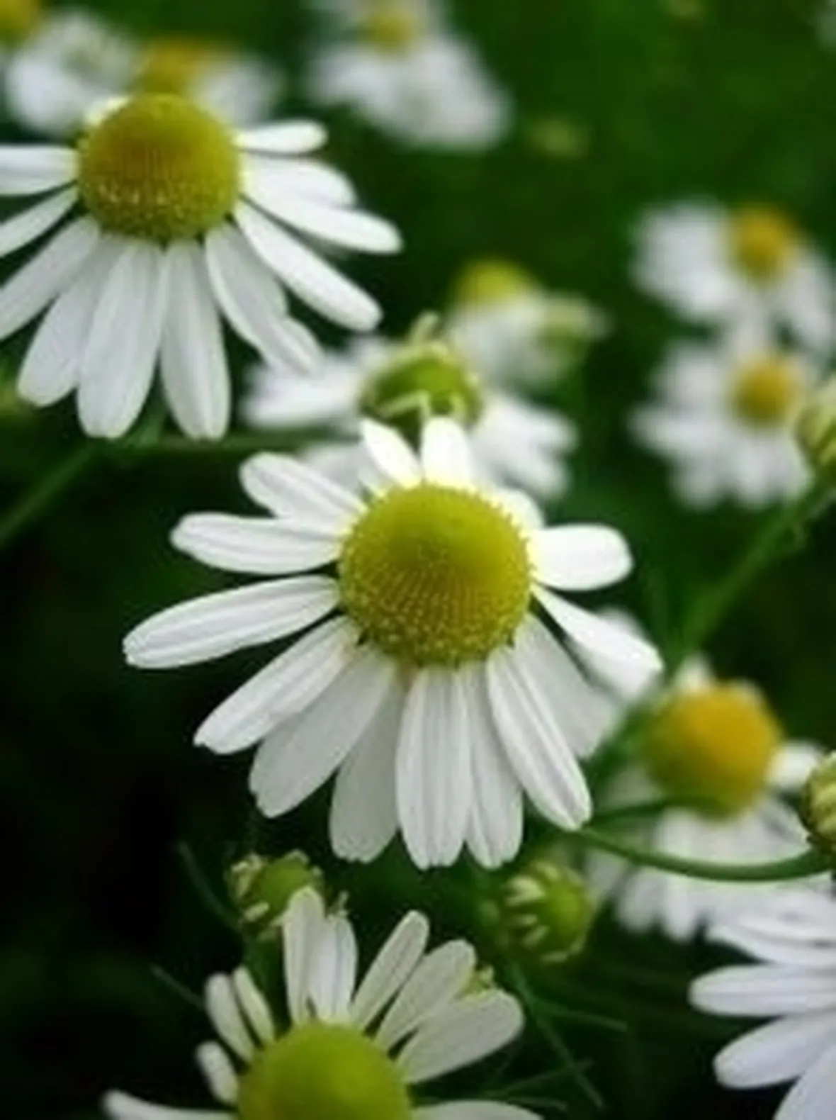Fiore di camomilla