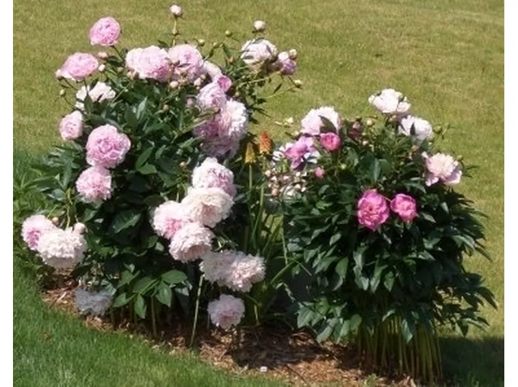 fiore di peonia erbacea