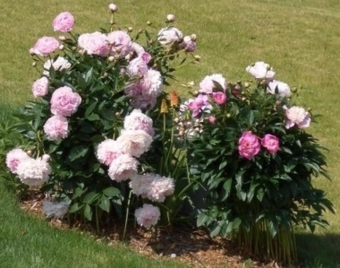 fiore di peonia erbacea