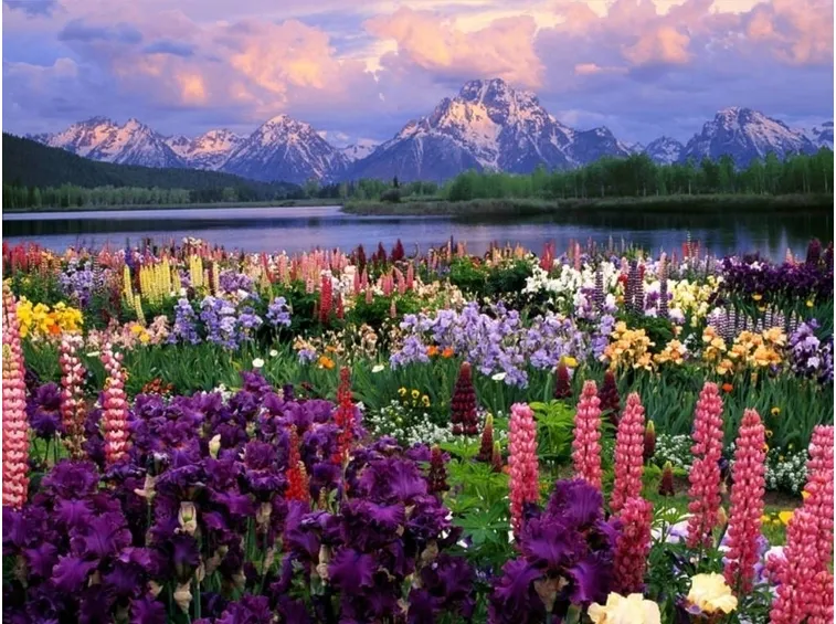 Fiori di campo-11