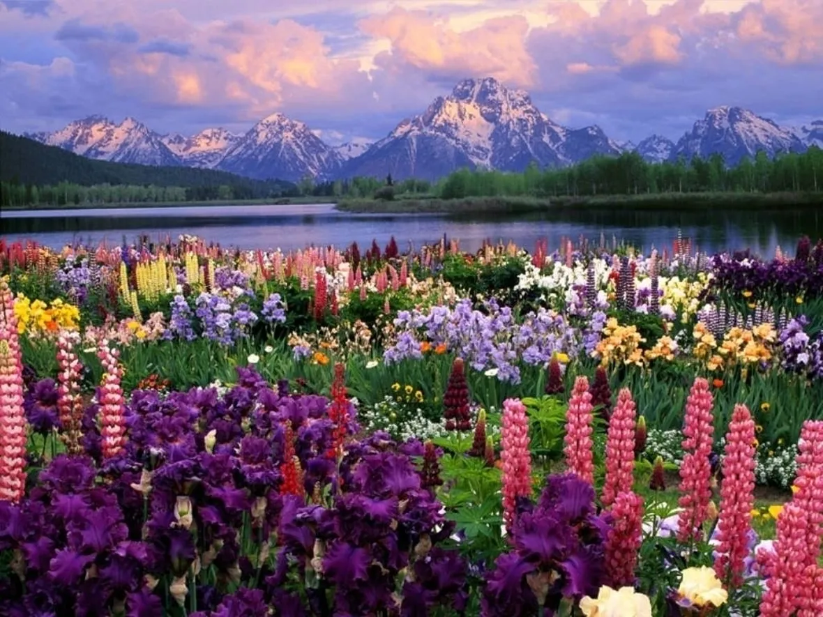 Fiori di campo-11