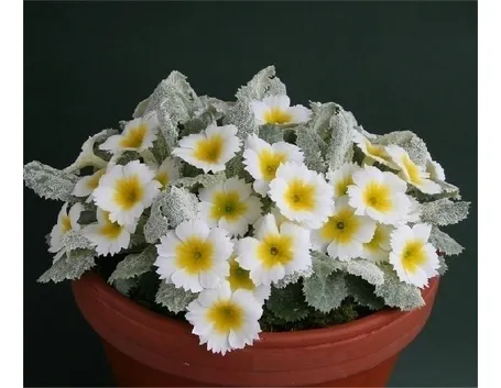 Fiori di campo-12
