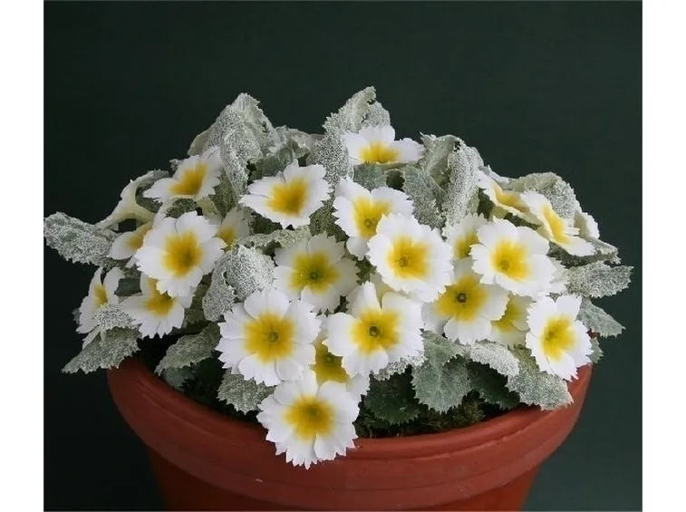 Fiori di campo-12