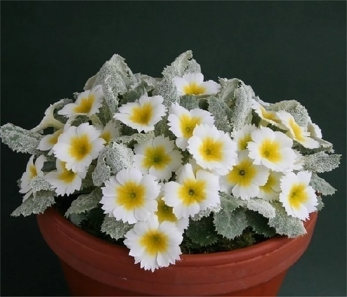 Fiori di campo-12